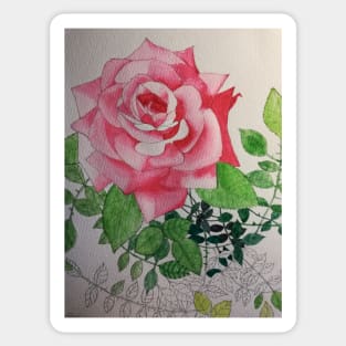 Pink rose watercolor painting Sticker